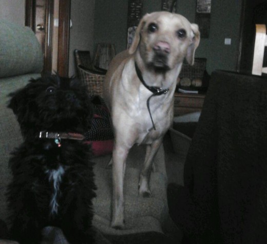 BRACO Y ZORRO